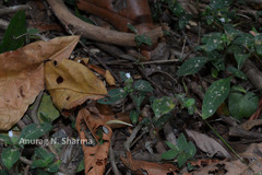 Lepidagathis incurva